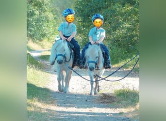 Mini poney Shetland, Hongre, 8 Ans, 80 cm, Gris