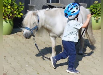 Mini poney Shetland, Hongre, 8 Ans, 80 cm, Gris