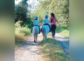 Mini poney Shetland, Hongre, 8 Ans, 80 cm, Gris