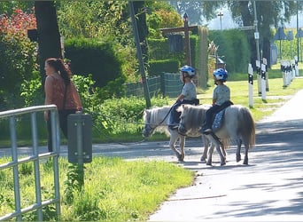 Mini poney Shetland, Hongre, 8 Ans, 80 cm, Gris