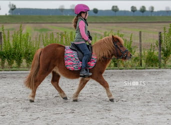 Mini poney Shetland, Hongre, 8 Ans, 95 cm