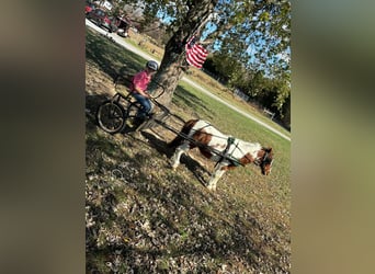 Mini poney Shetland, Hongre, 9 Ans, 132 cm, Alezan cuivré