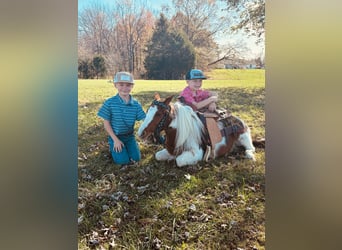 Mini poney Shetland, Hongre, 9 Ans, 132 cm, Alezan cuivré