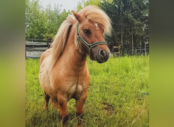 Mini poney Shetland, Hongre, 9 Ans, 84 cm, Isabelle