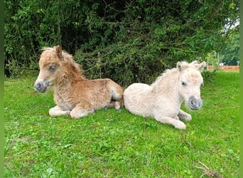 Mini poney Shetland, Jument, 10 Ans, 79 cm, Cremello