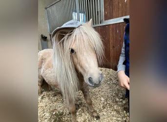 Mini poney Shetland, Jument, 10 Ans, 83 cm, Palomino