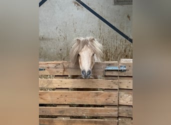 Mini poney Shetland, Jument, 10 Ans, 83 cm, Palomino