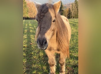 Mini poney Shetland, Jument, 10 Ans, 86 cm, Champagne
