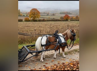 Mini poney Shetland, Jument, 10 Ans, Pinto