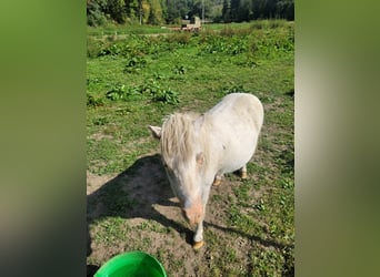 Mini poney Shetland, Jument, 11 Ans, 60 cm, Gris pommelé