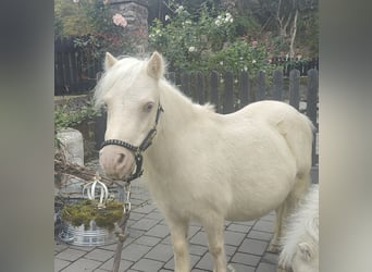 Mini poney Shetland, Jument, 11 Ans, 78 cm, Cremello
