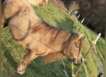 Mini poney Shetland, Jument, 11 Ans, 86 cm, Alezan