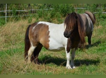 Mini poney Shetland, Jument, 11 Ans, 86 cm, Pinto