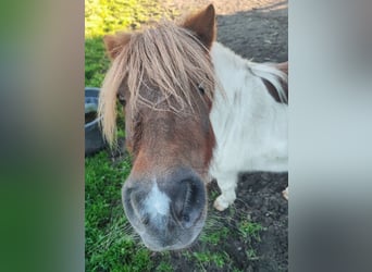 Mini poney Shetland, Jument, 12 Ans, 90 cm, Pinto