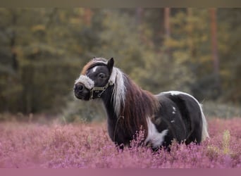 Mini poney Shetland, Jument, 14 Ans, 81 cm, Pinto