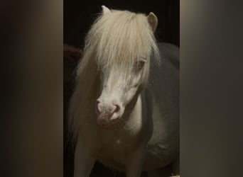 Mini poney Shetland, Jument, 14 Ans, 85 cm, Cremello