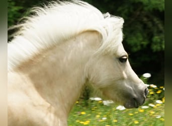 Mini poney Shetland, Jument, 15 Ans, 86 cm, Palomino