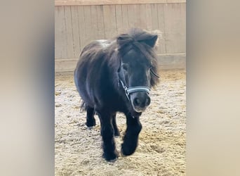 Mini poney Shetland, Jument, 16 Ans, 80 cm, Noir