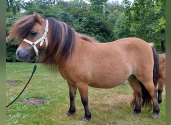 Mini poney Shetland, Jument, 16 Ans, 84 cm, Buckskin