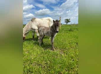 Mini poney Shetland, Jument, 17 Ans, 90 cm