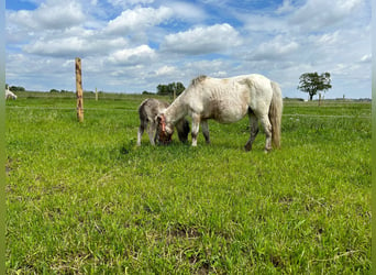 Mini poney Shetland, Jument, 17 Ans, 90 cm