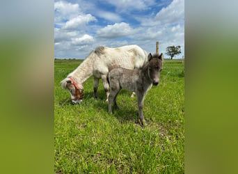 Mini poney Shetland, Jument, 17 Ans, 90 cm