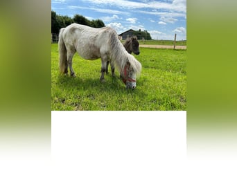 Mini poney Shetland, Jument, 17 Ans, 90 cm