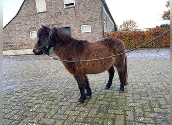 En images : Pumuckel, le plus petit poney du monde fait fondre l'Allemagne