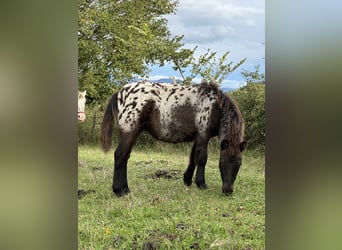 Mini poney Shetland, Jument, 1 Année, 100 cm, Overo-toutes couleurs