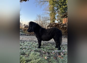 Mini poney Shetland, Jument, 1 Année, 72 cm, Noir
