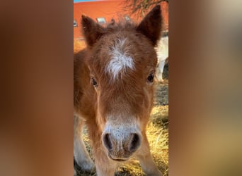 Mini poney Shetland, Jument, 1 Année, 83 cm, Alezan