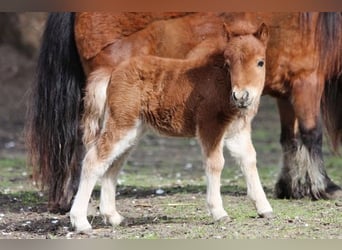 Mini poney Shetland, Jument, 1 Année, 86 cm, Alezan