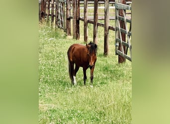 Mini poney Shetland, Jument, 1 Année, Bai