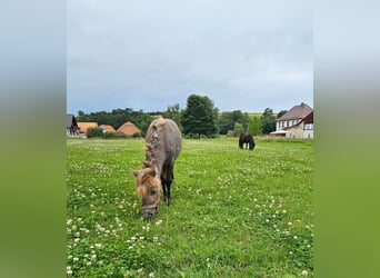 Mini poney Shetland, Jument, 1 Année