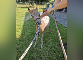 Mini poney Shetland, Jument, 2 Ans, 77 cm, Léopard