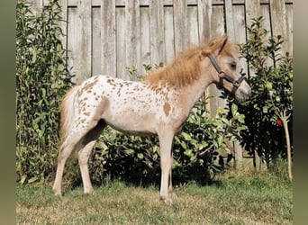 Mini poney Shetland, Jument, 2 Ans, 77 cm, Léopard