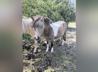 Mini poney Shetland, Jument, 2 Ans, 85 cm, Pinto
