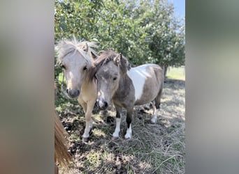 Mini poney Shetland, Jument, 2 Ans, 85 cm, Pinto