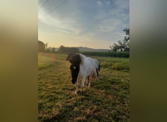 Mini poney Shetland, Jument, 2 Ans, 90 cm, Pinto