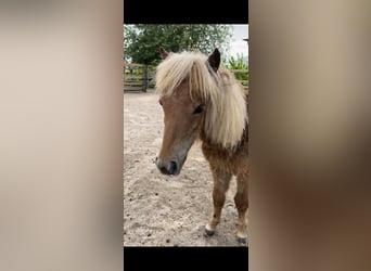 Mini poney Shetland, Jument, 3 Ans, 78 cm, Alezan