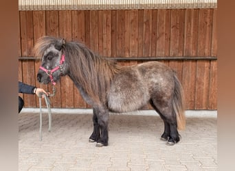 Mini poney Shetland, Jument, 3 Ans, 81 cm, Gris