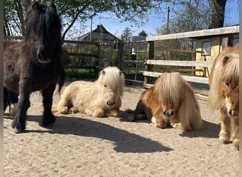 Mini poney Shetland, Jument, 3 Ans, 83 cm, Palomino