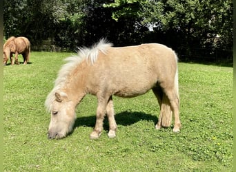 Mini poney Shetland, Jument, 3 Ans, 83 cm, Palomino