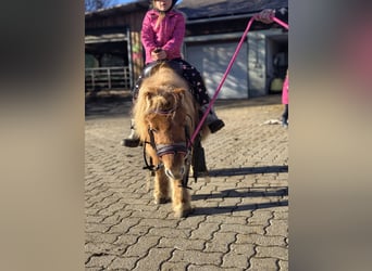 Mini poney Shetland, Jument, 3 Ans, 85 cm, Alezan