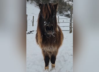 Mini poney Shetland, Jument, 3 Ans, 85 cm, Pinto