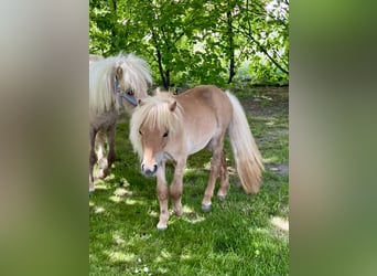 Mini poney Shetland, Jument, 4 Ans, 78 cm, Alezan