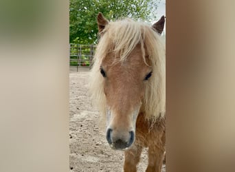 Mini poney Shetland, Jument, 4 Ans, 78 cm, Alezan