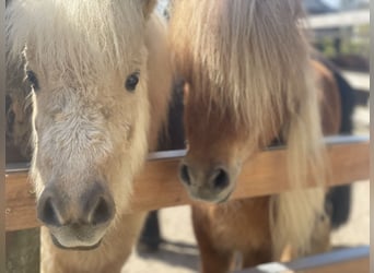 Mini poney Shetland, Jument, 4 Ans, 83 cm, Palomino