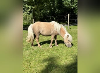 Mini poney Shetland, Jument, 4 Ans, 83 cm, Palomino