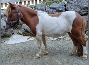 Mini poney Shetland Croisé, Jument, 4 Ans, 84 cm, Pinto